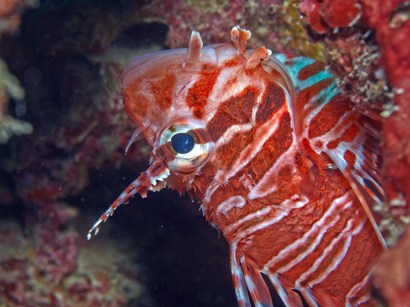 Lion Fish, House Reef